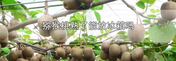 猕猴桃熟了能放冰箱吗
