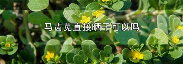马齿苋直接晒干可以吗