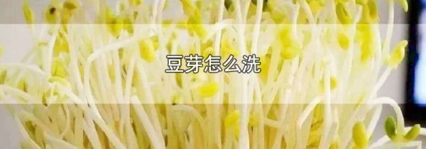 豆芽怎么洗