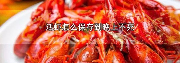 活虾怎么保存到晚上不死