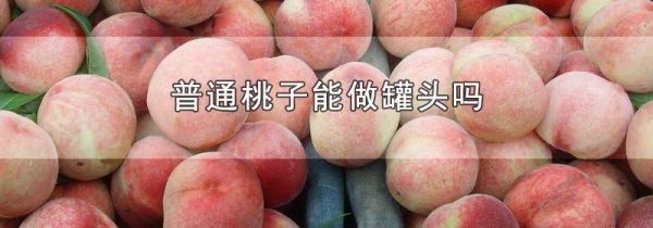 普通桃子能做罐头吗