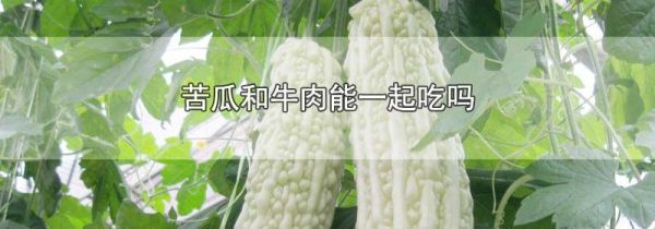 苦瓜和牛肉能一起吃吗