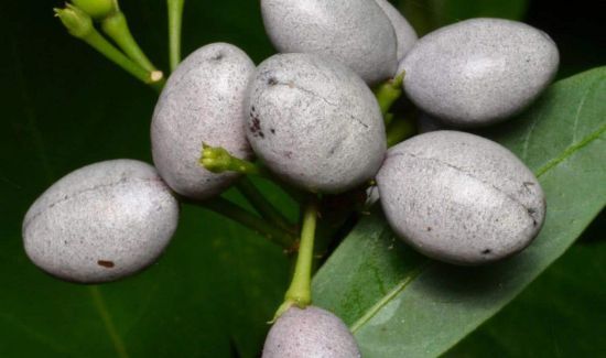 皮蛋壳上有黑点能吃吗