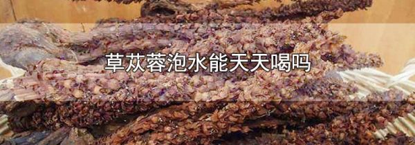 草苁蓉泡水能天天喝吗