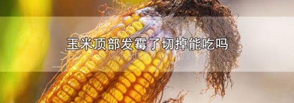 玉米顶部发霉了切掉能吃吗