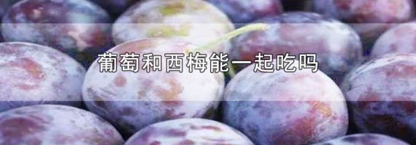 葡萄和西梅能一起吃吗