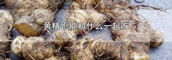 黄精不能和什么一起吃