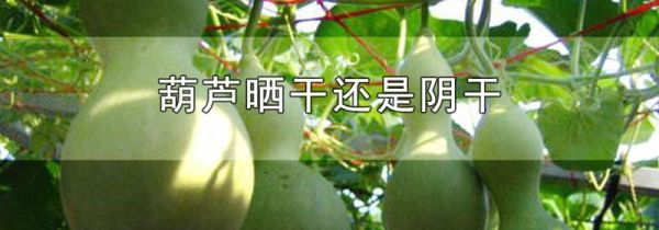 葫芦晒干还是阴干