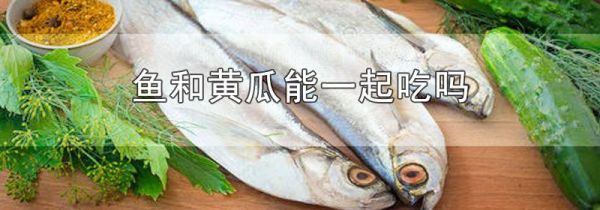 鱼和黄瓜能一起吃吗