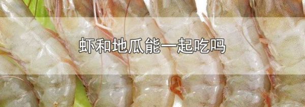 虾和地瓜能一起吃吗