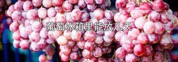 葡萄冰箱里能放几天