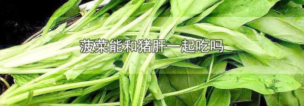 菠菜能和猪肝一起吃吗