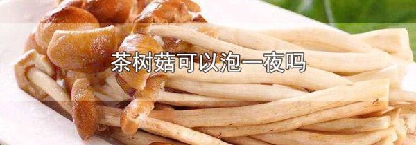 茶树菇可以泡一夜吗
