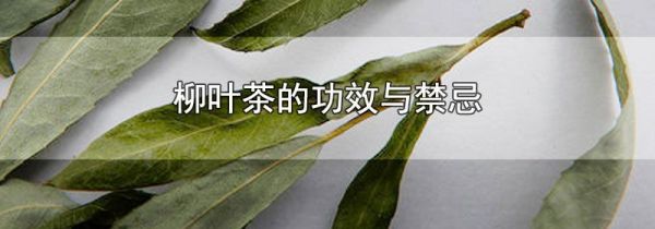柳叶茶的功效与禁忌