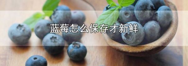 蓝莓怎么保存才新鲜
