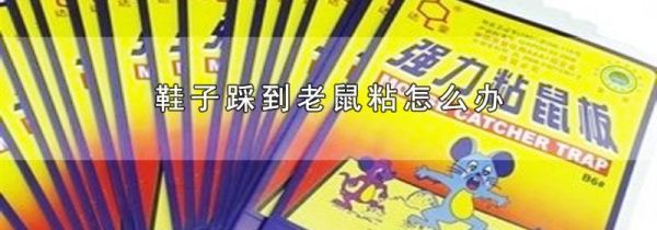 鞋子踩到老鼠粘怎么办