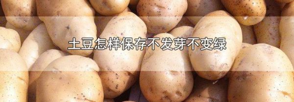 土豆怎样保存不发芽不变绿