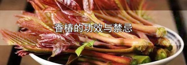 香椿的功效与禁忌