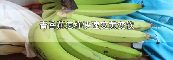 青香蕉怎样快速变黄变软