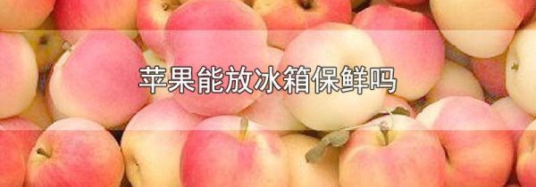 苹果能放冰箱保鲜吗
