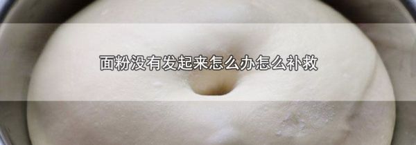 面粉没有发起来怎么办怎么补救