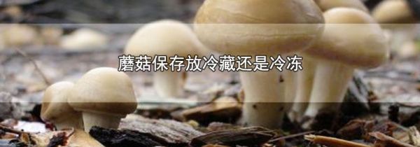 蘑菇保存放冷藏还是冷冻