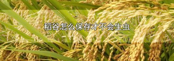稻谷怎么保存才不会生虫