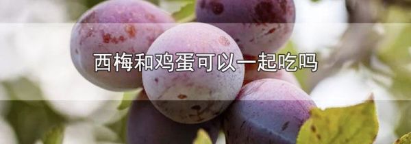 西梅和鸡蛋可以一起吃吗