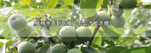 核桃水弄到衣服上怎么才能洗掉?
