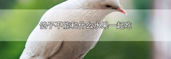 鸽子不能和什么水果一起吃