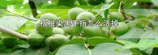 核桃染黑手指怎么洗掉