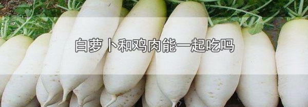 白萝卜和鸡肉能一起吃吗
