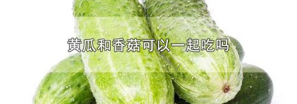 黄瓜和香菇可以一起吃吗