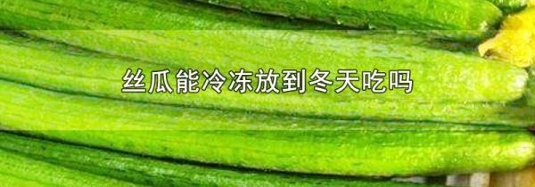 丝瓜能冷冻放到冬天吃吗