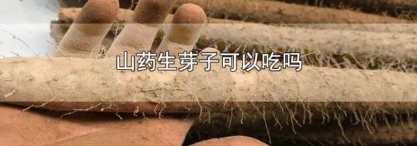 山药生芽子可以吃吗