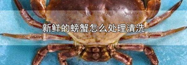 新鲜的螃蟹怎么处理清洗