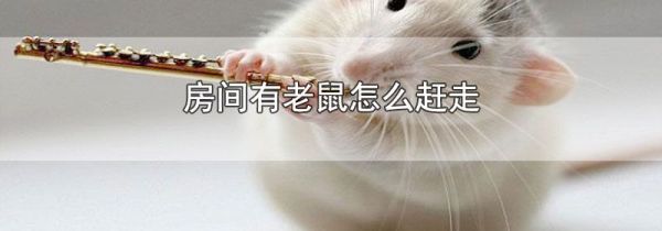 房间有老鼠怎么赶走