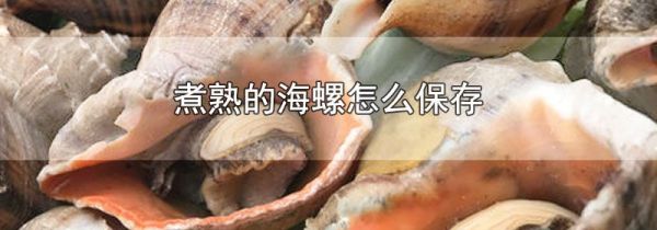 煮熟的海螺怎么保存