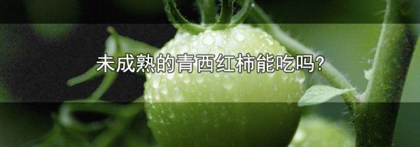 未成熟的青西红柿能吃吗?