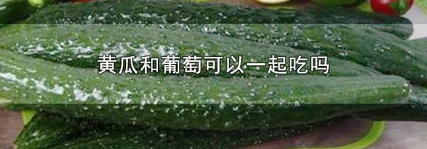 黄瓜和葡萄可以一起吃吗