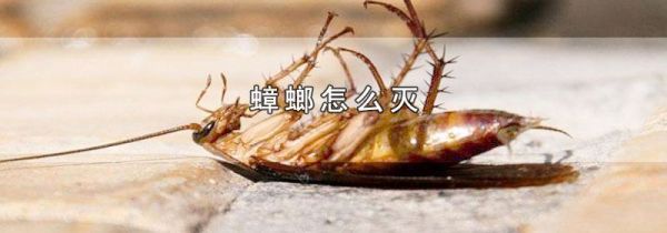 蟑螂怎么灭