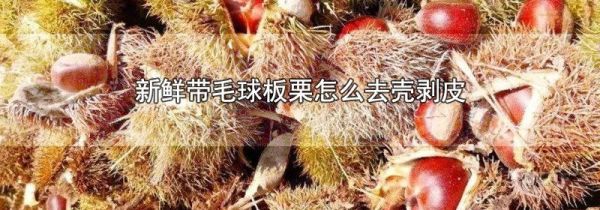 新鲜带毛球板栗怎么去壳剥皮