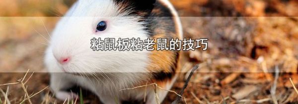 粘鼠板粘老鼠的技巧