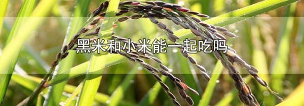 黑米和小米能一起吃吗