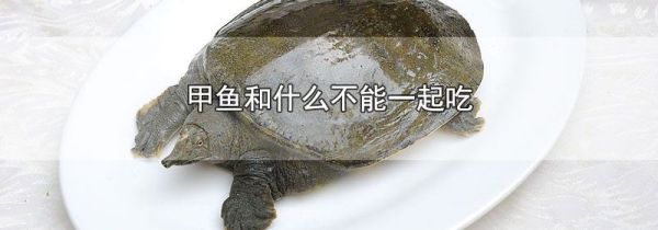 甲鱼和什么不能一起吃