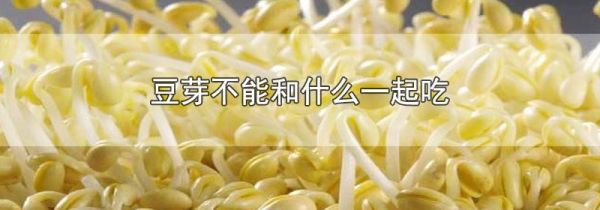 豆芽不能和什么一起吃