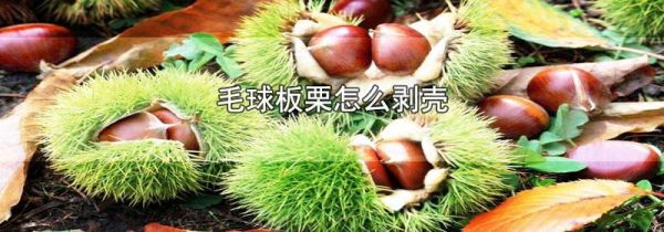 毛球板栗怎么剥壳