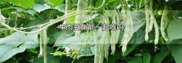 牛肉豆角能一起吃吗