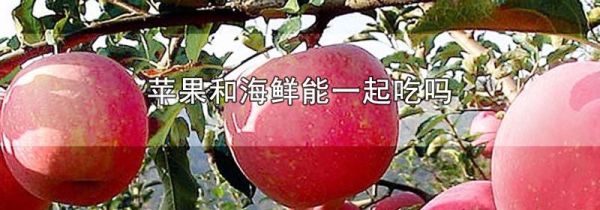 苹果和海鲜能一起吃吗