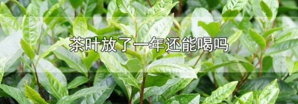 茶叶放了一年还能喝吗